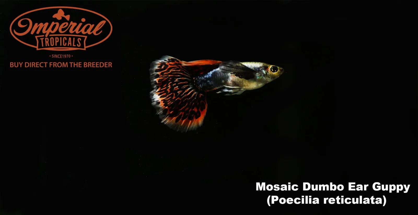 Red Dragon Dumbo Ear Guppy - Image 2