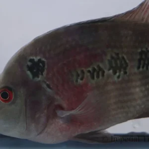 Red Dragon Flowerhorn Cichlid