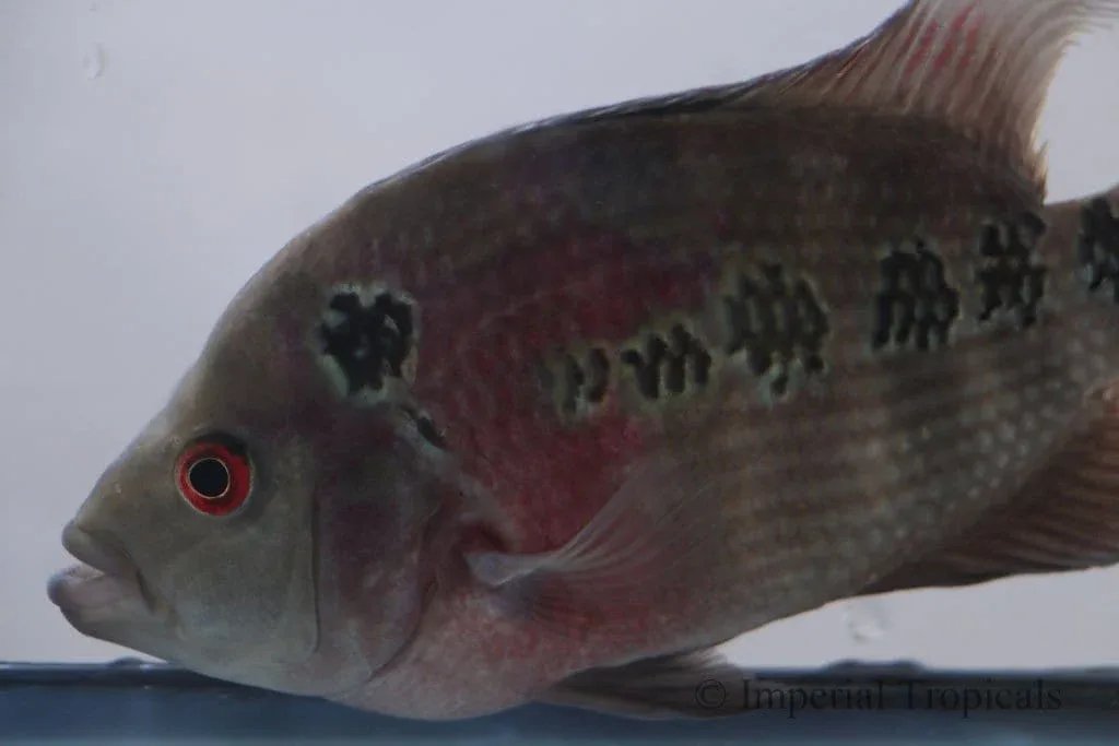 Red Dragon Flowerhorn Cichlid