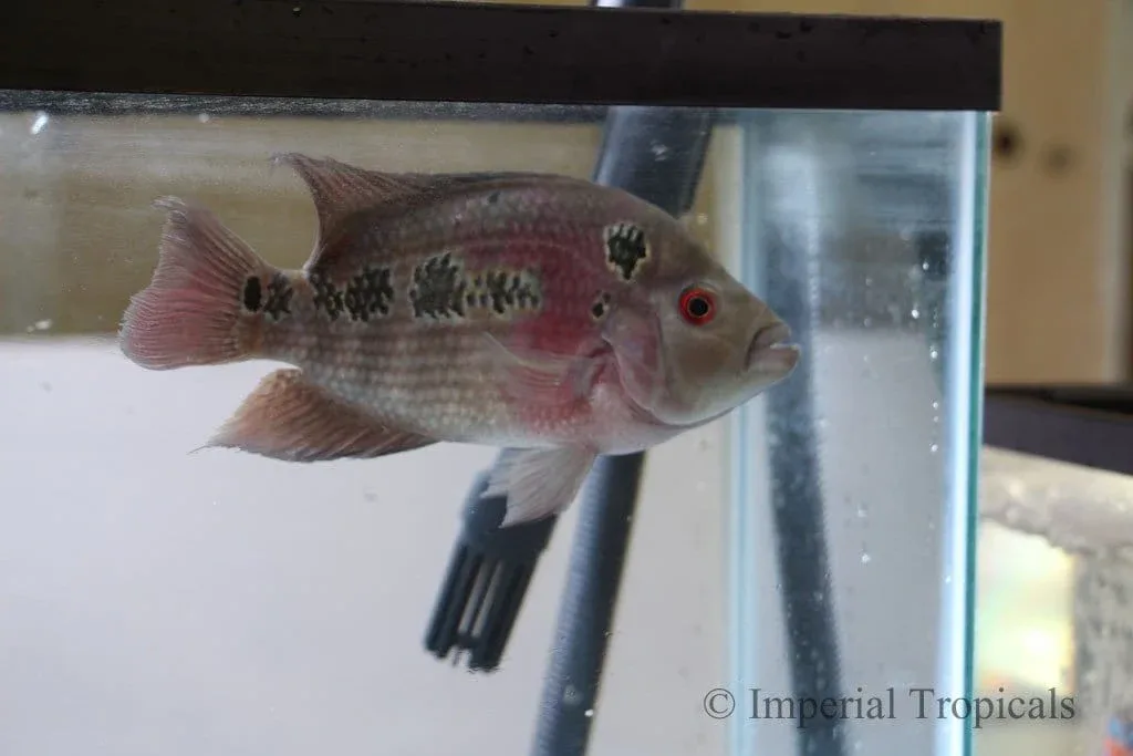 Red Dragon Flowerhorn Cichlid - Image 2