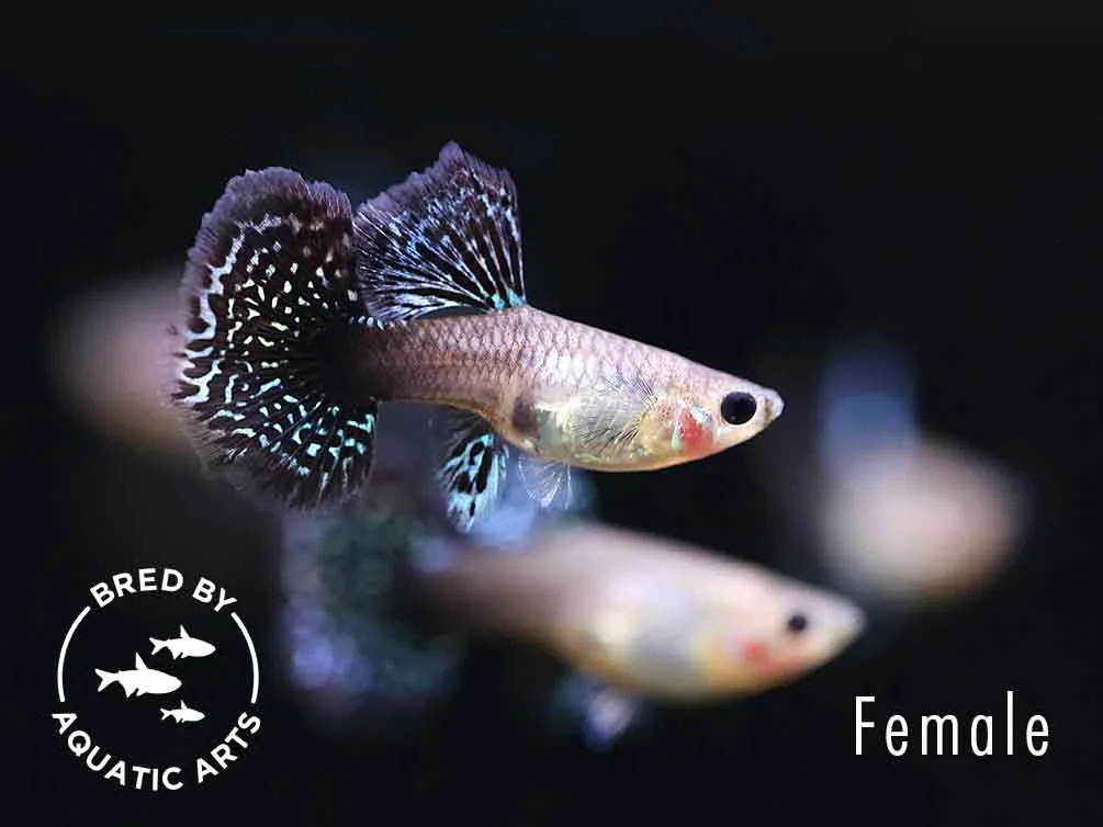 Red Dragon Guppy (Poecilia reticulata) - Bred By Aquatic Arts - Image 2