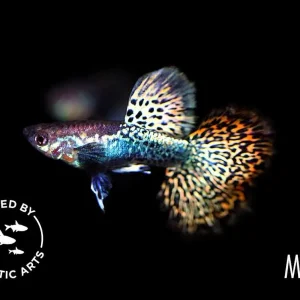 Red Dragon Guppy (Poecilia reticulata) - Bred By Aquatic Arts
