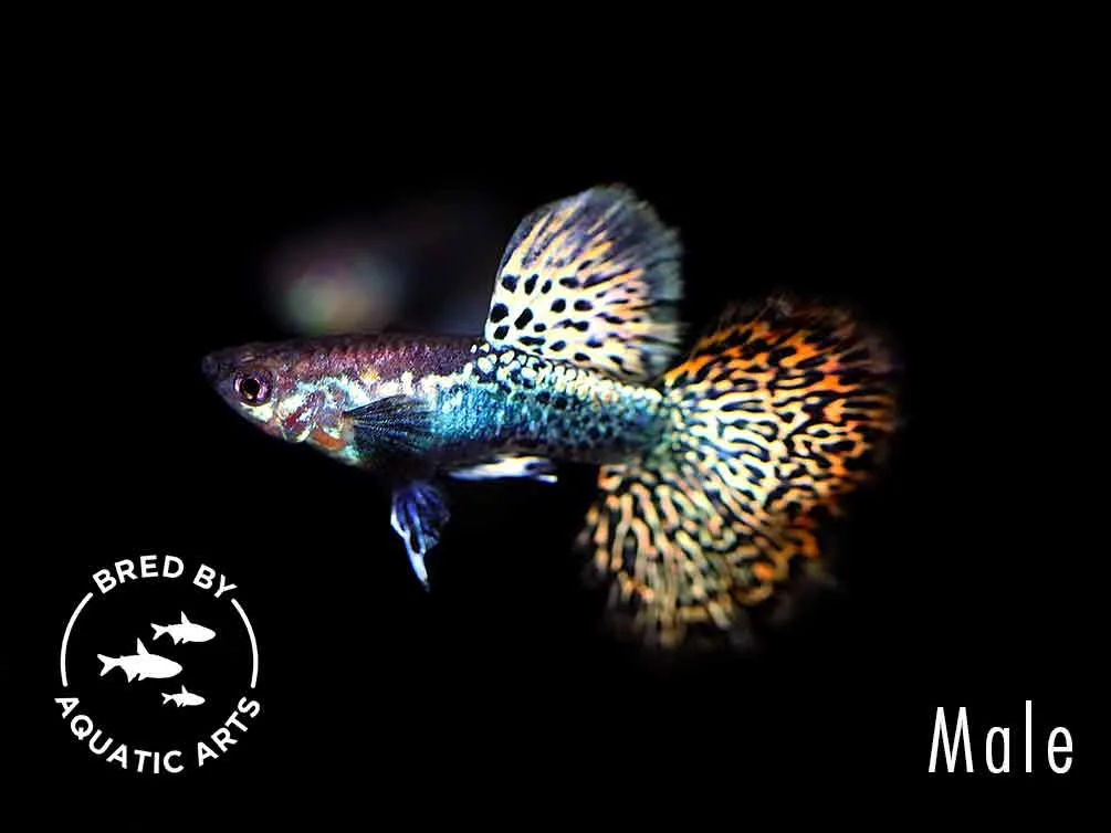 Red Dragon Guppy (Poecilia reticulata) - Bred By Aquatic Arts