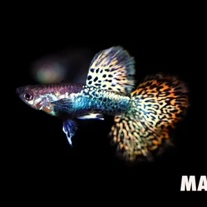 Red Dragon Guppy (Poecilia reticulata) – Tank Bred