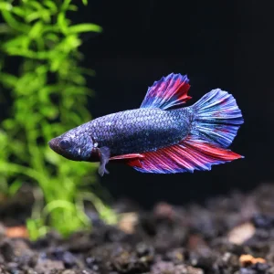Red Dragon Plakat Male Betta (Betta splendens) - Tank Bred