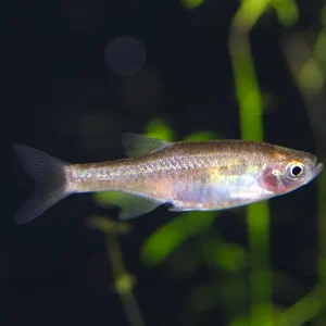 Red Dwarf Rasbora (Microrasbora sp. cf. rubescens)