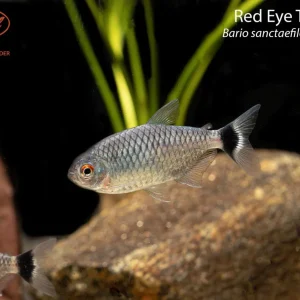 Red Eye Tetra