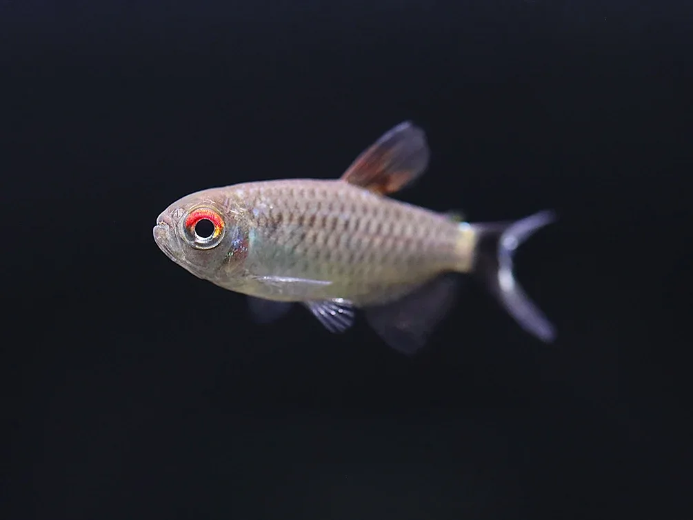Red Eye Tetra (Moenkhausia sanctaefilomenae) – Tank-Bred - Image 2