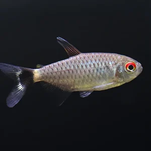 Red Eye Tetra (Moenkhausia sanctaefilomenae) – Tank-Bred