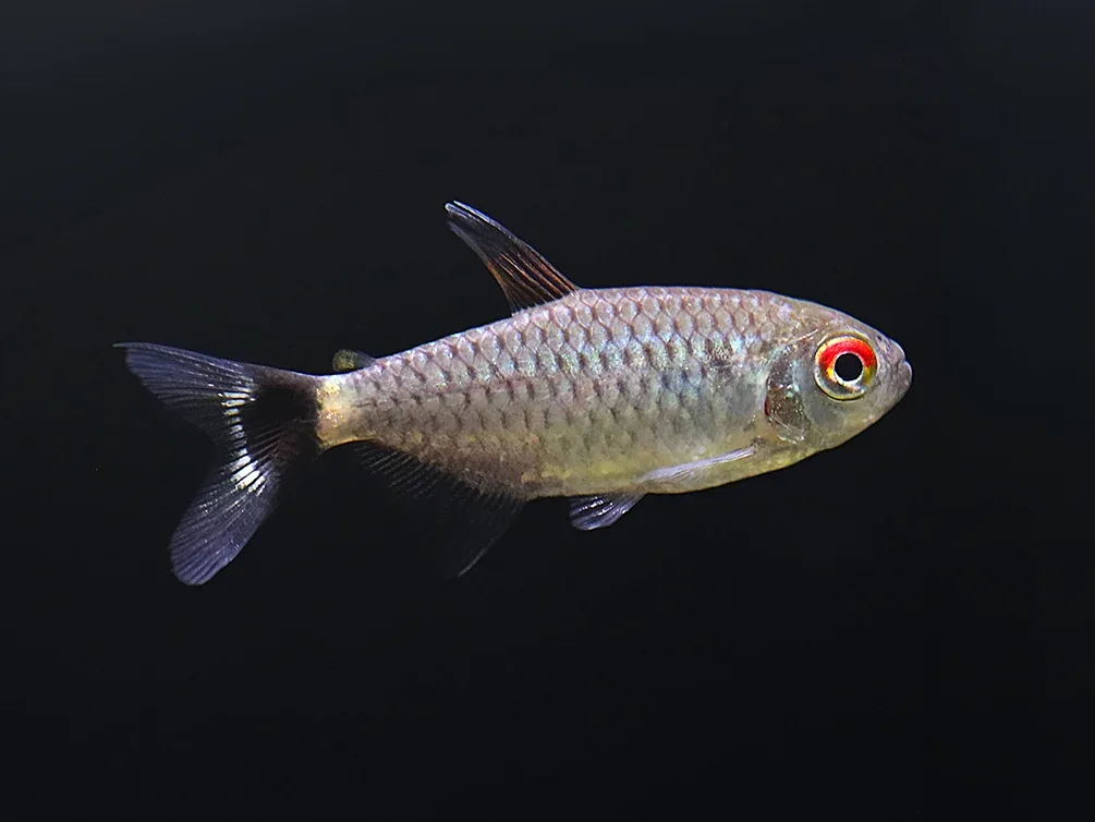 Red Eye Tetra (Moenkhausia sanctaefilomenae) – Tank-Bred