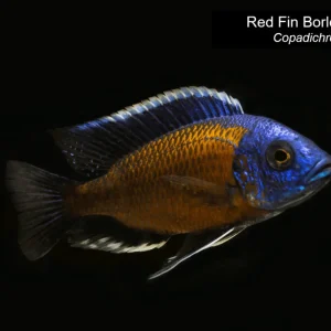 Red Fin Borleyi "Kadango"