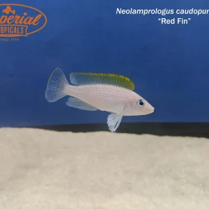 Red Fin Caudopunctatus "Kapampa"