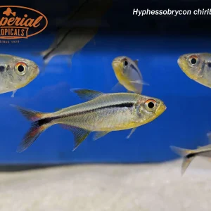 Red Fin Flag Tetra