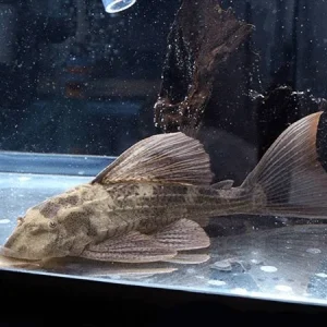 Red Fin Pleco