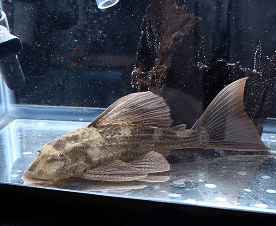 Red Fin Pleco
