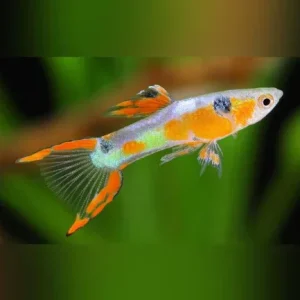 Red Fire Endler – Male