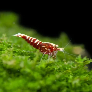 Red Galaxy Pinto Shrimp (Caridina cantonensis, A Grade), Tank-Bred