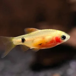 Red Glass Barb (Pethia conchonius) – Tank-Bred