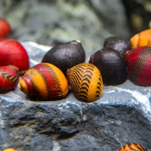 Red, Gold, and Black Nerite Snail Combo