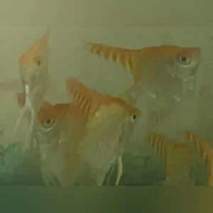 Red Head Angelfish