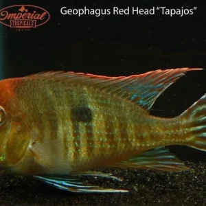 Red Head Tapajos (Geophagus pyrocephalus)