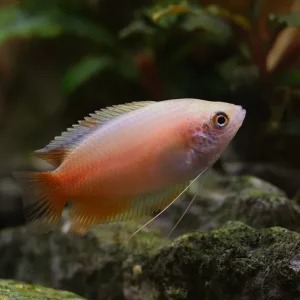 Red Honey Gourami (Trichogaster chuna) Tank Bred