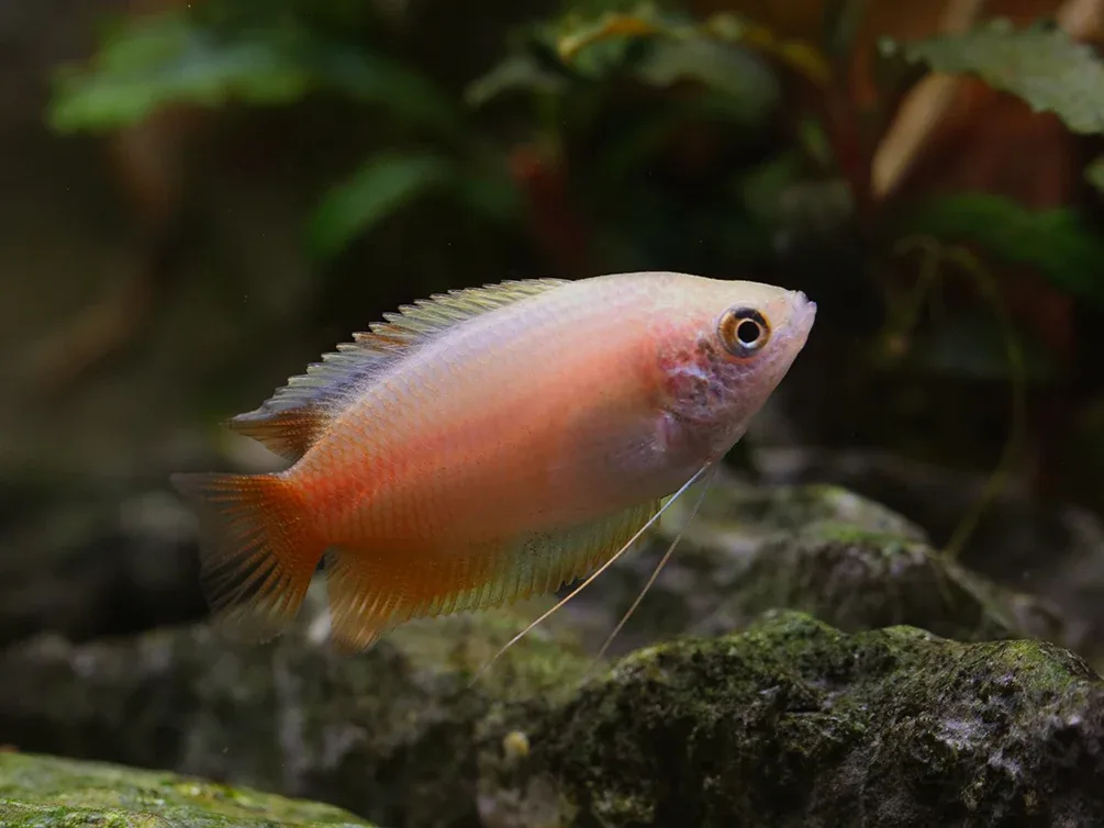 Red Honey Gourami (Trichogaster chuna) Tank Bred