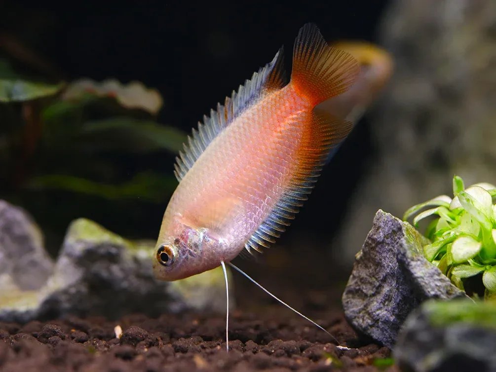 Red Honey Gourami (Trichogaster chuna) Tank Bred - Image 2
