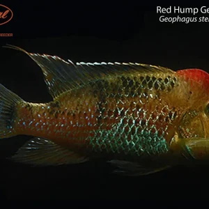 Red Hump Geophagus