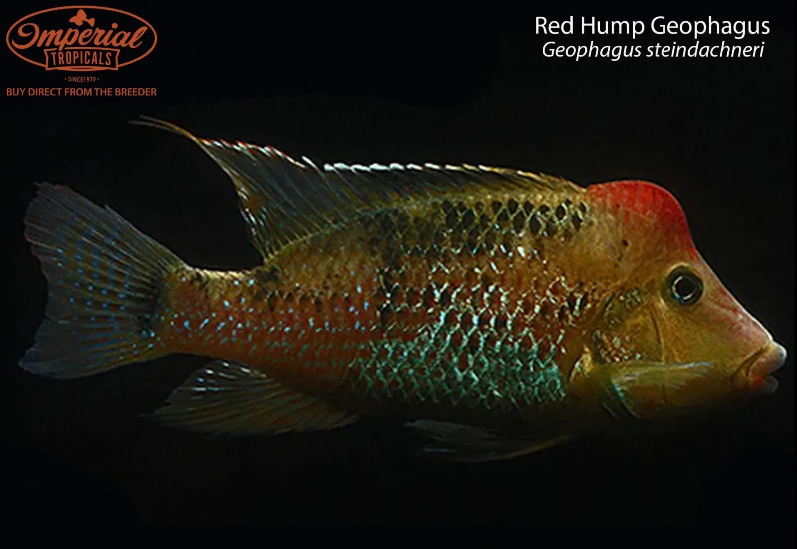 Red Hump Geophagus