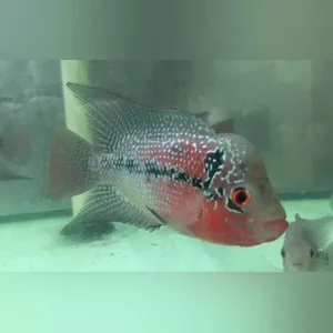 Red Hump Head Flowerhorn