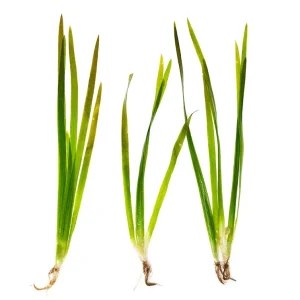 Red Jungle Vallisneria (Vallisneria gigantea rubra), Bunch w/Lead