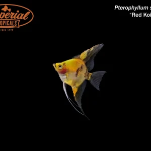 Red Koi Angelfish
