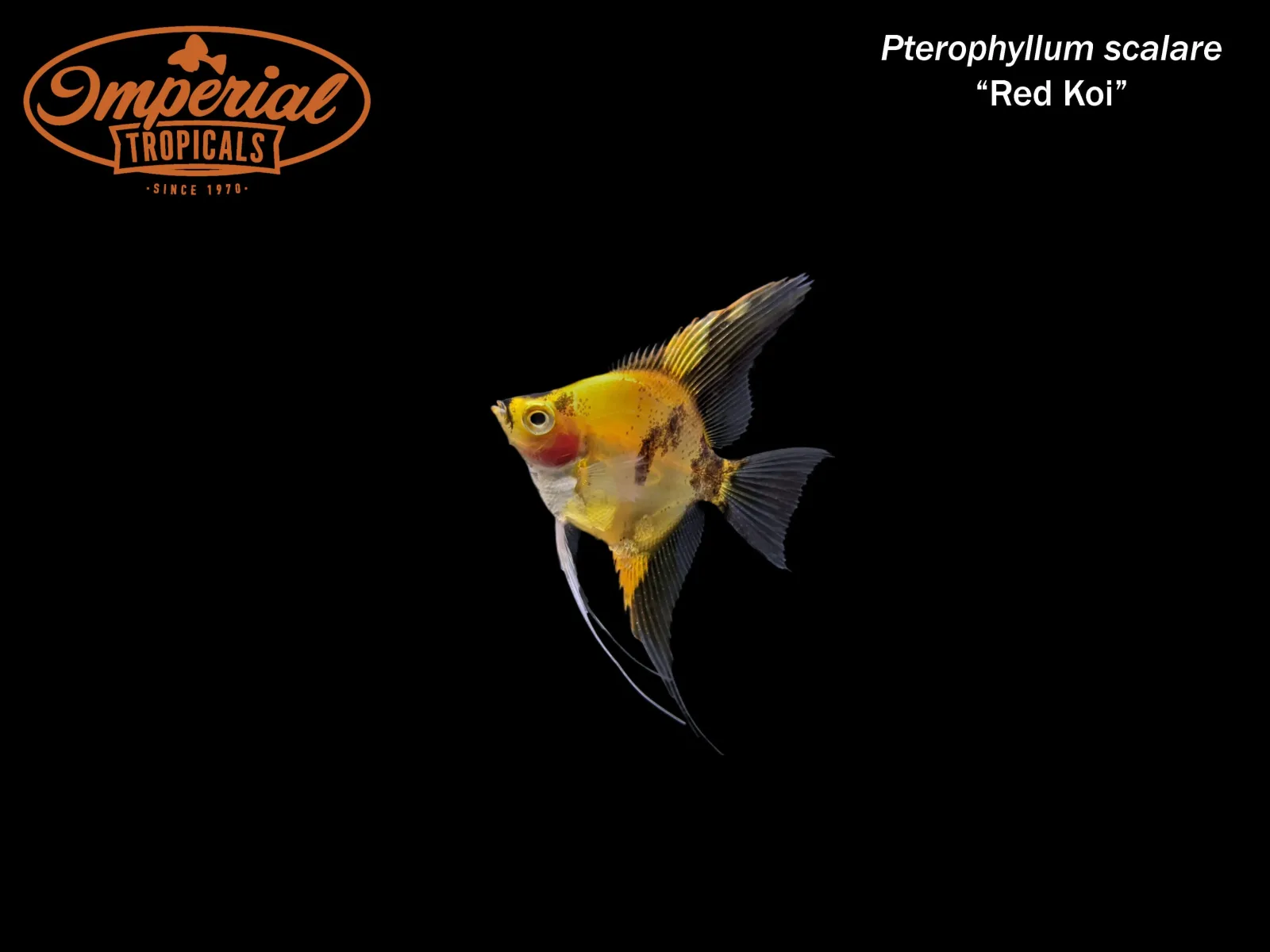 Red Koi Angelfish