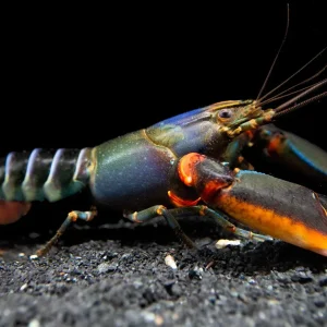 Red Kong Zebra Crayfish (Cherax mosessalossa)