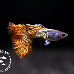 Red Lace Guppy (Poecilia reticulata), BREDBY: Aquatic Arts