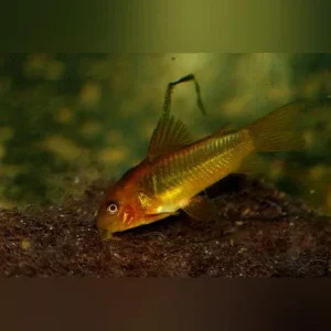 Red Laser Cory