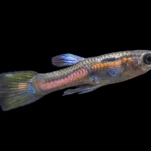 Red Line Endler’s Livebearer (Poecilia wingei), Tank-Bred