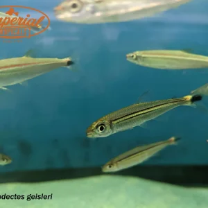 Red Line Lizard Tetra