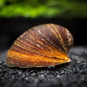Red Lip Nerite Snail (Neritina violacea)