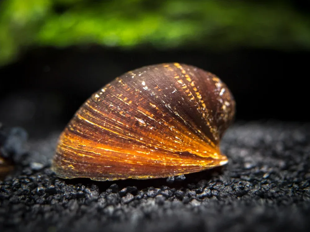 Red Lip Nerite Snail (Neritina violacea)