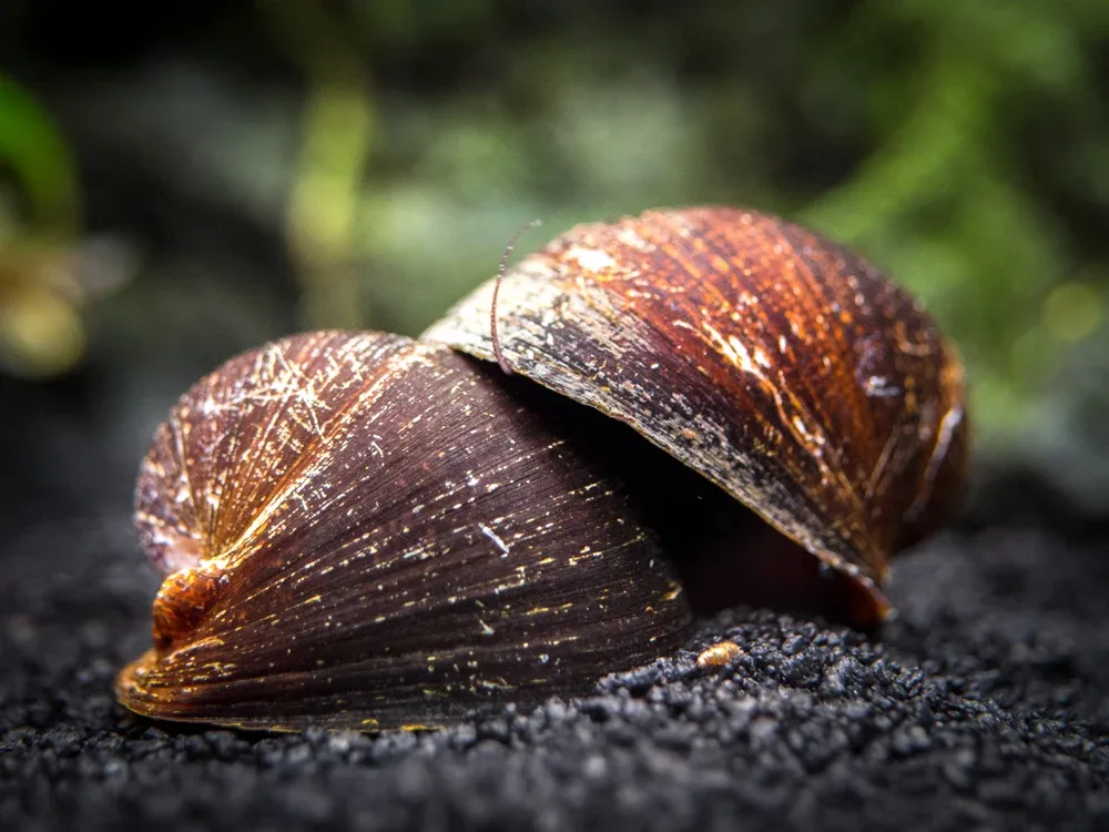 Red Lip Nerite Snail (Neritina violacea) - Image 2