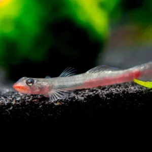 Red Lipstick Sicyopus Goby (Sicyopus rubicundus)