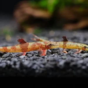 Red Lizard Hillstream Loach (Homaloptera ogilviei)