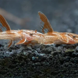 Red Lizard Whiptail Catfish (Rineloricaria sp.), Tank-Bred