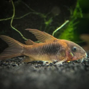 Red Longfin Aeneus Cory Catfish (Corydoras aeneus), TANK-BRED!!!