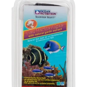 Red Marine Algae "Seaweed" Lg