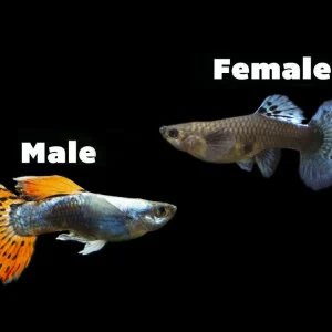 Red Mosaic Dumbo Guppy (Poecilia reticulata), Males and Females, Tank-Bred