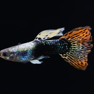 Red Mosaic Guppy (Poecilia reticulata) – Tank Bred