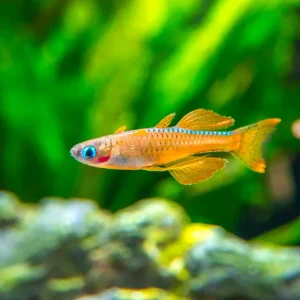 Red Neon Blue Eye Rainbowfish (Pseudomugil luminatus), Tank-Bred